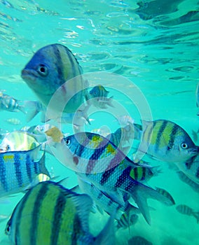 Sergeant Major tropical fish