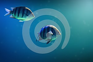 Sergeant Majors - Abudefduf - Marine fish