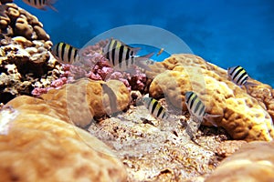 Sergente Maggiore reef