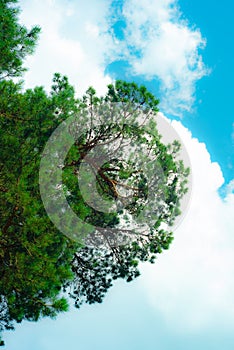 Pine on sky background,Majestic pine photo