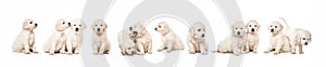 Serial of golden retriever puppies isolated