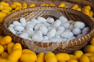 Sericulture background