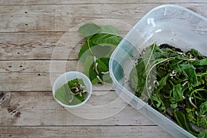 sericulture at home, silkworms in homemade containers for silkworm caterpillar care photo