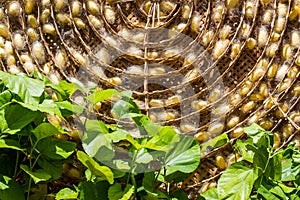 Sericulture photo