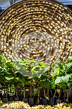 Sericulture photo