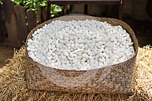 Sericulture and silk thread