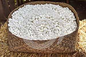 Sericulture and silk thread