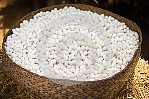 Sericulture and silk thread