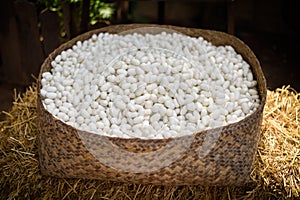 Sericulture and silk thread