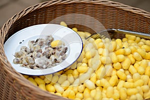 Sericulture and silk thread