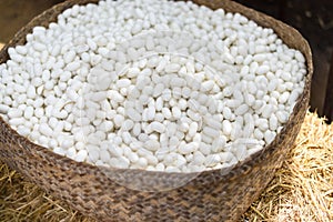 Sericulture and silk thread