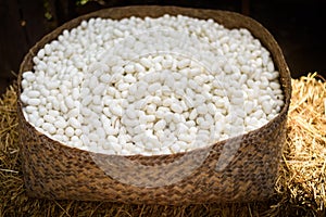 Sericulture and silk thread