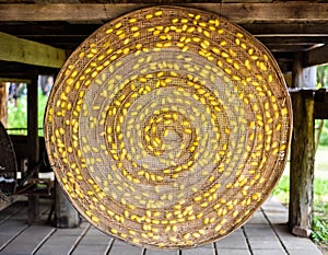 Sericulture on wooden basket