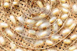 Sericulture on wooden basket
