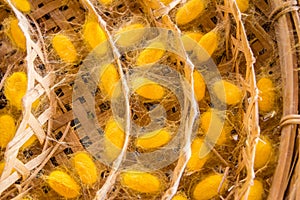 Sericulture on wooden basket photo