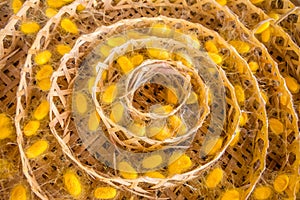 Sericulture on wooden basket photo