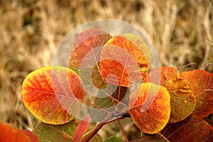 From a series: autumn gold.