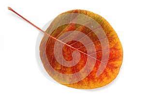 From a series: autumn leaf...