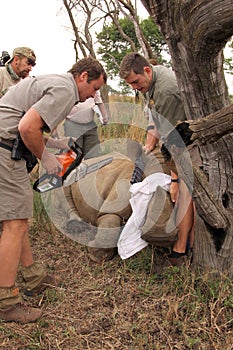 Series 1 of 6: Dehorning of rhino calf after been darted