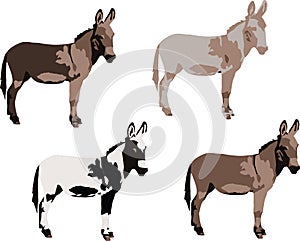 Series of donkeys various colors photo