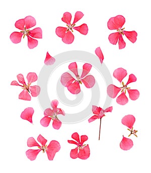 Series dried pressed petals of flowers of delicate pink geranium