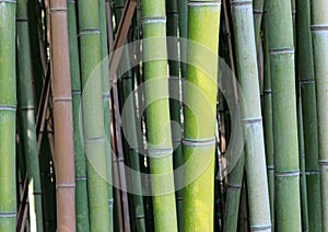 series of green bamboo canes in the thicket and some dried