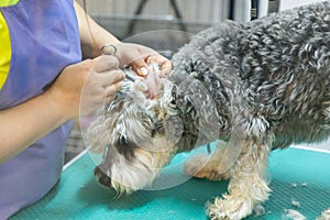 Series of groomer cleaning ear of dog with cotton swab