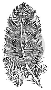 A series of hand drawn doodle feathers