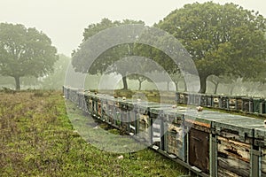 A series of hives with bees between the oaks