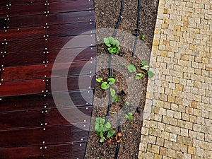 series of hoses with drip nozzles. dripping water reaches roots of the