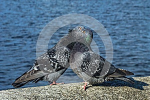 Love game of a pair of pigeons