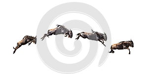 Series of Isolated Leaping Wildebeest