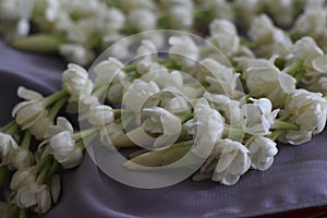 a series of jasmine flower buds