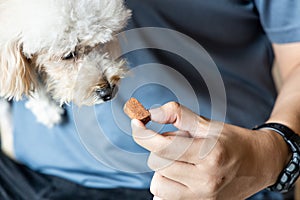 Series of person feeding pet dog with preventive heartworms chewable