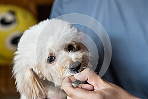 Series of person feeding pet dog with preventive heartworms chewable