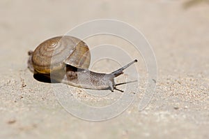 A series of photos (One day in the life of snails).Grape snail on a stone,