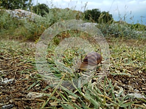 A series of photos One day in the life of snails.Grape snail on a stone, on a blurred