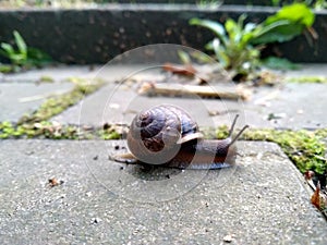 A series of photos One day in the life of snails.Grape snail on a stone, on a blurred