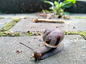 A series of photos One day in the life of snails.Grape snail on a stone, on a blurred