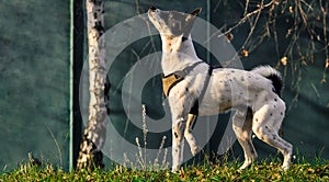 A dog stands on a hill and is studying a sit command, illustrative photo of a basenji