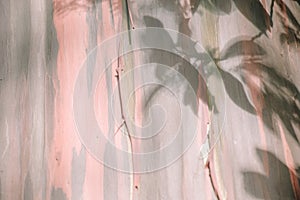 Series of Pink Hued Images - bark from a Rainbow Eucalyptus Tree photo