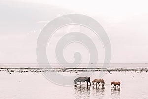 Series of Pink Hued Images - horses in the sea photo