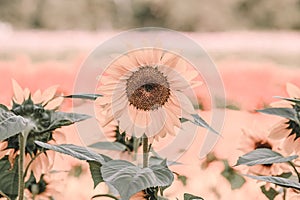 Series of Pink Hued Images - Sunflower in a field photo