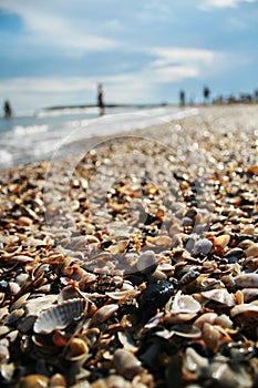 Series of shells on the beach by the sea