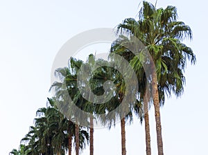 Series of tropical exotic palm trees in summer spring season with long branches and large green leaves in a sunny day natural woo