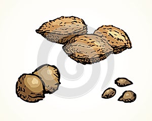 Series of vector illustrations of archaeological finds. Remains of linen, fruit stones and seeds photo