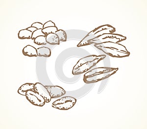 Series of vector illustrations of archaeological finds. Remains of linen, fruit stones and seeds photo
