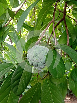 Serikaya fruit with green leaf
