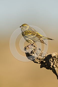 Serin photo