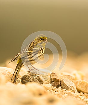 Serin bird photo